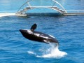 Marineland 032 * 640 x 480 * (88KB)